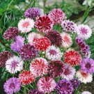 50 Seeds Purple Pink Bachelor's Button Seeds Annual Seed Flower Flowers Garden (Seeds)