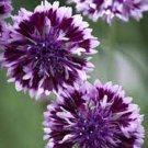 50 Seeds Purple Bachelor's Button Seeds Annual Seed Flower Flowers Garden (Seeds)