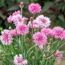 50 Seeds Pinkie Bachelor's Button Seeds Annual Seed Flower Flowers Garden (Seeds)