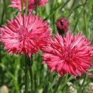 50 Seeds Pink Bachelor's Button Seeds Annual Seed Flower Flowers Garden (Seeds)