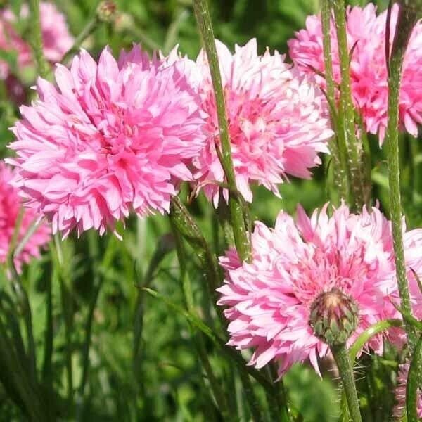50 Seeds Pink Ball Bachelor's Button Seeds Annual Seed Flower Flowers Garden (Seeds)