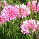 50 Seeds Pink Ball Bachelor's Button Seeds Annual Seed Flower Flowers Garden (Seeds)