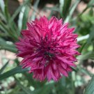 50 Seeds Magenta Bachelor's Button Seeds Annual Seed Flower Flowers Garden (Seeds)