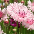 50 Seeds Light Pink Bachelor's Button Seeds Annual Seed Flower Flowers Garden (Seeds)