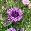 50 Seeds Lavendar Bachelor's Button Seeds Annual Seed Flower Flowers Garden (Seeds)