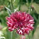 50 Seeds Fuchsia Bachelor's Button Seeds Annual Seed Flower Flowers Garden (Seeds)