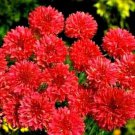 50 Seeds Bright Red Bachelor's Button Seeds Annual Seed Flower Garden (Seeds)