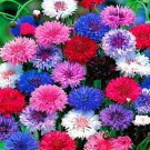 50 Seeds Bright Mix Bachelor's Button Seeds Annual Seed Flower Garden (Seeds)