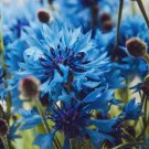 50 Seeds Blue Bachelor's Button Seeds Annual Seed Flower Garden (Seeds)