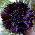 50 Seeds Black Bachelor's Button Seeds Annual Seed Flower Garden (Seeds)