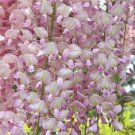 5 Seeds Light Pink Wisteria Seeds Vine Climbing Flower Perennial (Seeds)