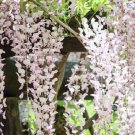 5 Seeds Kuchi Beni Wisteria Seeds Vine Climbing Flower Perennial (Seeds)