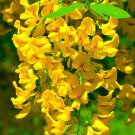 5 Seeds Golden Wisteria Seeds Vine Climbing Flower Perennial Rare (Seeds)