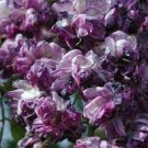 5 Seeds Purple Chinese Wisteria Seeds Vine Climbing Flower Perennial Rare (Seeds)