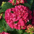 5 Seeds Wee Bit Grumpy Hydrangea Seeds Perennial Garden Shrub Flower Bush (Seeds)