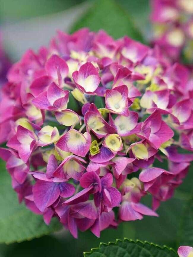5 Seeds Wee Bit Diddy Hydrangea Seeds Perennial Garden Hardy Shrub Flower (Seeds)