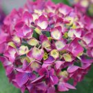 5 Seeds Wee Bit Diddy Hydrangea Seeds Perennial Garden Hardy Shrub Flower (Seeds)