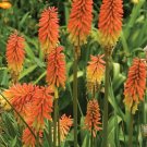 25 Seeds Flamenco Torch Lily Hot Poker Flower Seeds Perennial (Seeds)