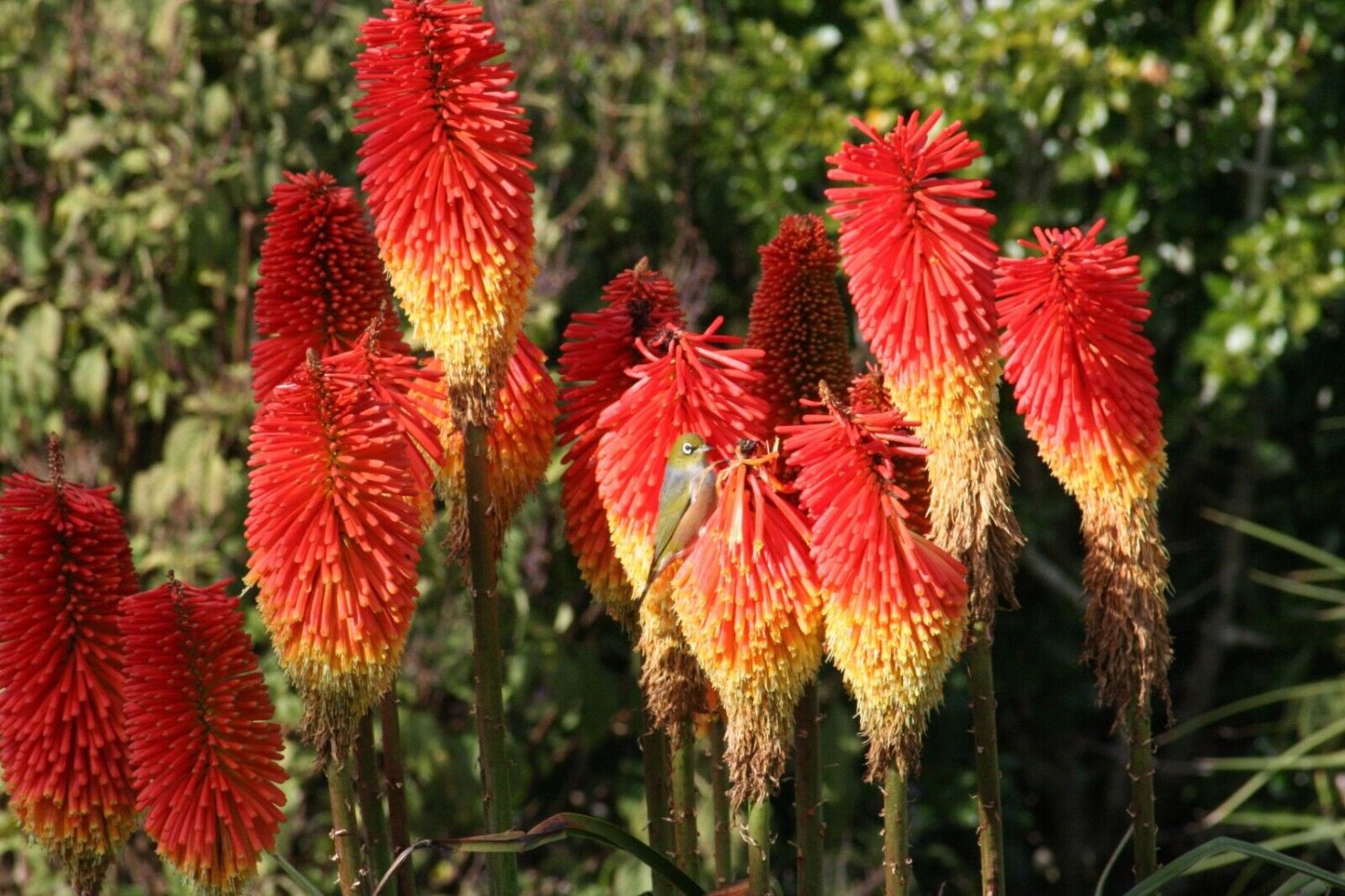 25 Seeds Winter Cheer Torch Lily Hot Poker Flower Seeds Perennial (Seeds)