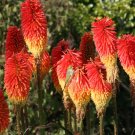 25 Seeds Winter Cheer Torch Lily Hot Poker Flower Seeds Perennial (Seeds)