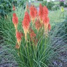 25 Seeds Red Routette Torch Lily Hot Poker Flower Seeds Perennial (Seeds)