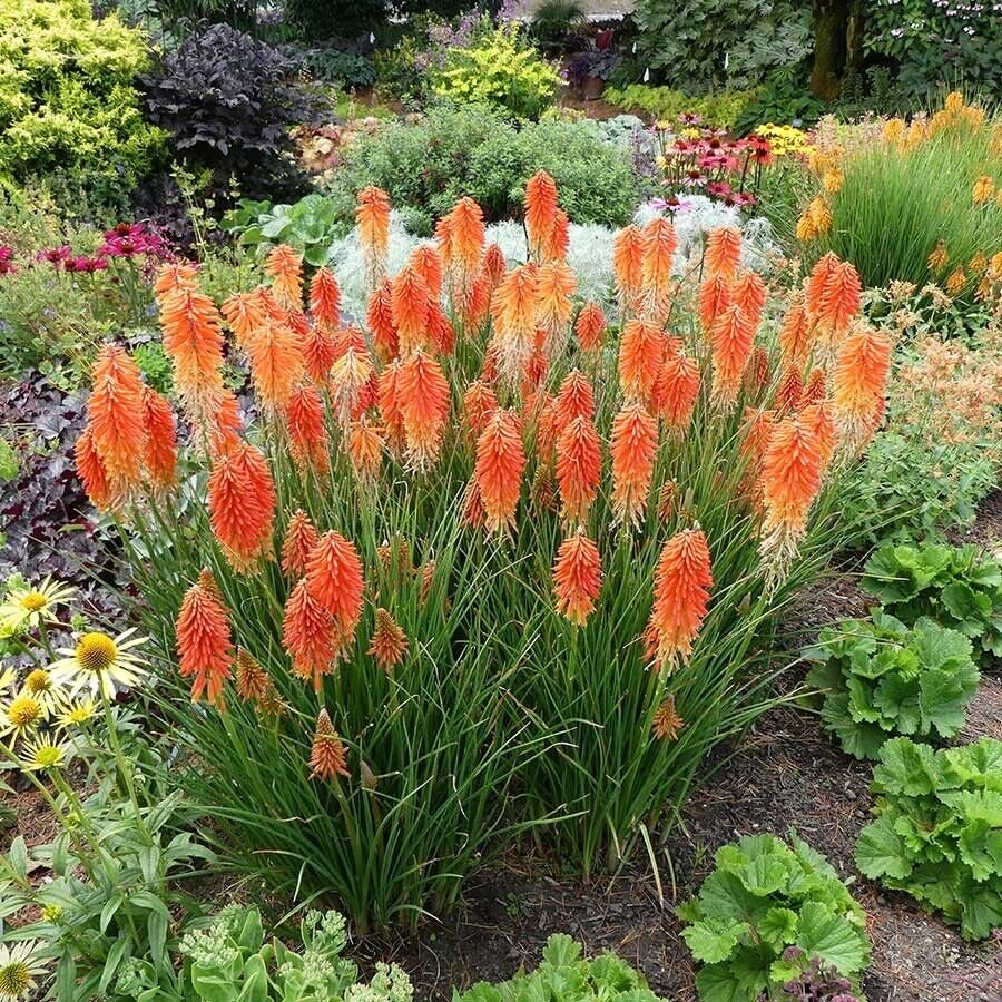 25 Seeds Poco Sunset Torch Lily Hot Poker Flower Seeds Perennial (Seeds)