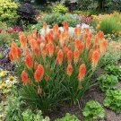 25 Seeds Poco Sunset Torch Lily Hot Poker Flower Seeds Perennial (Seeds)