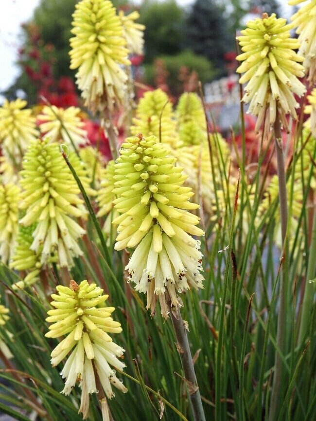 25 Seeds Poco Citron Torch Lily Hot Poker Flower Seeds Perennial (Seeds)