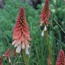 25 Seeds Pink White Torch Lily Hot Poker Flower Seeds Perennial (Seeds)