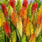25 Seeds Torch Lily Mix Hot Poker Flower Seeds Perennial Flowers (Seeds)