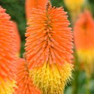 25 Seeds Nobilis Torch Lily Hot Poker Flower Seeds Perennial (Seeds)