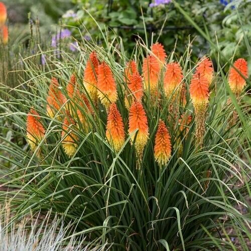 25 Seeds Backdrop Torch Lily Hot Poker Flower Seeds Perennial (Seeds)