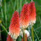 25 Seeds High Roller Torch Lily Hot Poker Flower Seeds Perennial (Seeds)