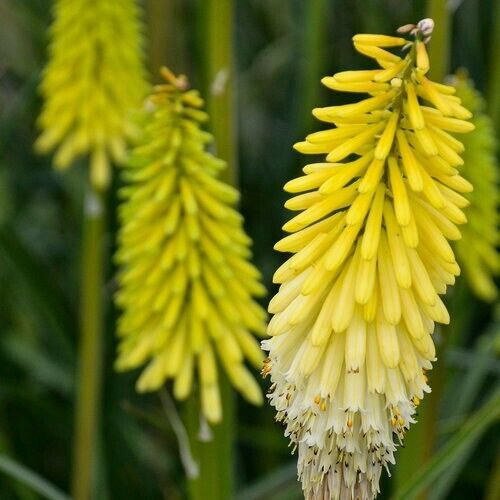 25 Seeds Flashpoint Torch Lily Hot Poker Flower Seeds Perennial (Seeds)