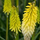 25 Seeds Flashpoint Torch Lily Hot Poker Flower Seeds Perennial (Seeds)