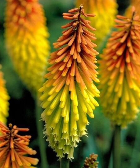 25 Seeds Echo Mango Torch Lily Hot Poker Flower Seeds Perennial (Seeds)