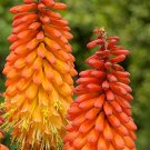 25 Seeds Alcazar Torch Lily Hot Poker Flower Seeds Perennial (Seeds)