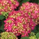5 Seeds Pink Shira Hydrangea Seeds Perennial Garden Hardy Shrub BushFlower (Seeds)