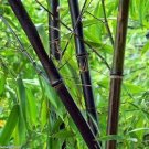 50 Seeds Zi Ran Zhu Bamboo Seeds Privacy Climbing Garden Clumping Shade Screen (Seeds)