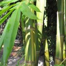 50 Seeds Huang Zhu Bamboo Seeds Privacy Climbing Garden Clumping Shade Screen (Seeds)