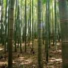 50 Seeds Gua Duo Zhu Bamboo Seeds Privacy Climbing Garden Clumping Shade Screen (Seeds)
