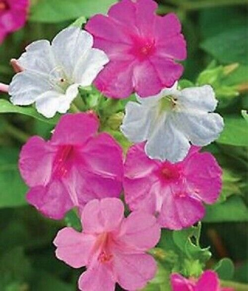 25 Seeds Pink White Four O'clock Flowers Seeds 4 O'clock Seeds Perennial (Seeds)