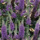 100 Seeds Purple Veronica Seeds Speedwell Royal Candle Flower Perennial Flowers (Seeds)