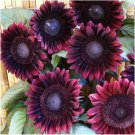 25 Seeds ProCut Red Sunflower Seeds Perennial Flowering Sun Blooms (Seeds)