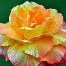 10 Seeds Orange Yellow Pink Rose Seeds Flower Bush Perennial Bloom Shrub Blooms (Seeds)