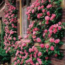 10 Seeds Climbing Pink Rose Seeds Flower Bush Perennial Bloom Shrub Flowers (Seeds)