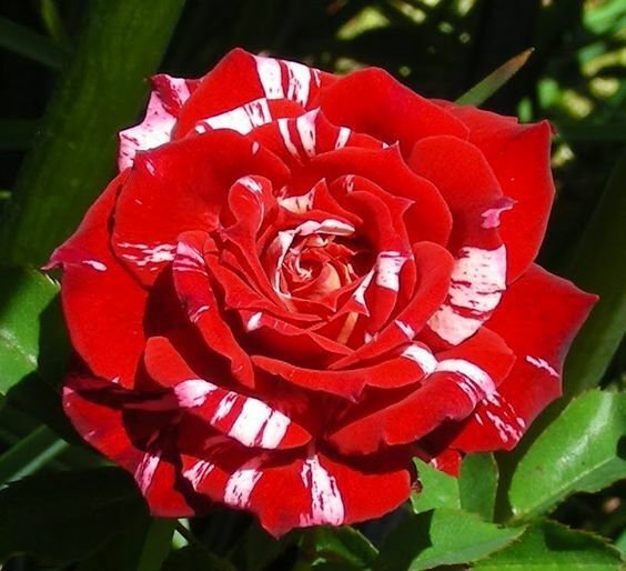 10 Seeds Bright Red White Rose Seeds Flower Bush Perennial Bloom Shrub Flowering (Seeds)