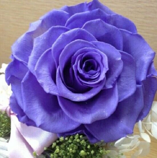 10 Seeds Light Blue Rose Seeds Flower Bush Perennial Shrub Flowers (Seeds)