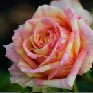 10 Seeds Pink Yellow Cream Rose Seeds Flower Bush Perennial Shrub Flowers (Seeds)