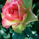 10 Seeds Green Pink Rose Seeds Flower Bush Perennial Bloom Shrub Flowering (Seeds)